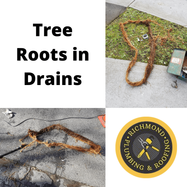 how-we-remove-tree-roots-from-drain-pipes-richmond-plumbing-roofing