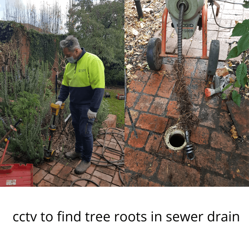 cctv to find tree roots in sewer drain